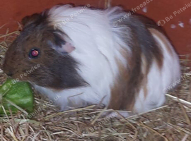 9 week old baby guinea pig