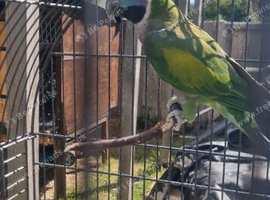 Derbyan Parrot / Lord Derby Parrot