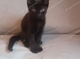 1 kitten