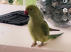 Indian ring neck age 3 years old