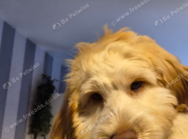 4 and half month cockapoo
