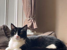 Kitten for sale