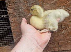 Ducklings available