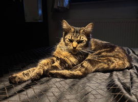 Main coon