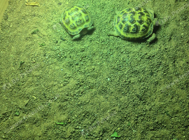 2 baby Tortoises including all accessories