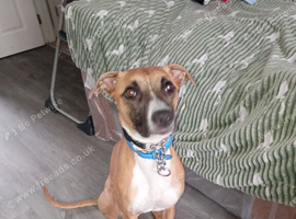 Whippet cross