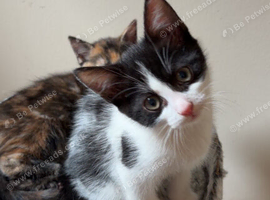 3 beautiful boy white black spotted kittens