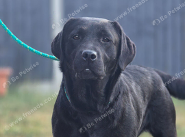 2 Year Old Female Labrador