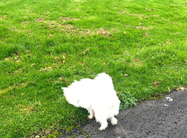 Stud dog in Omagh ring me for more details