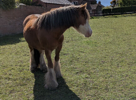 3yr old Cob X chestnut gelding