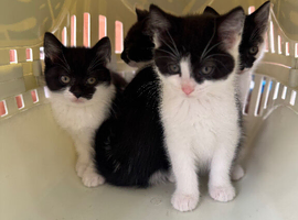 Three kittens, 8 weeks old, ready to go to their new homes.