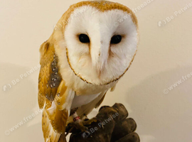 Adult female