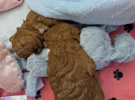 Beautiful F1 Red Cavapoo Puppies