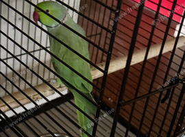 Indian ring neck parrot