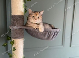 SCOTTISH STRAIGHT CHAMPION BLOODLINE CAT