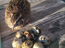 Hatching Eggs (Fertile Eggs) - Quail