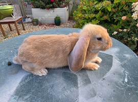 French Lop x Continental Giant Rabbits male orange black