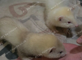 Ferret kits
