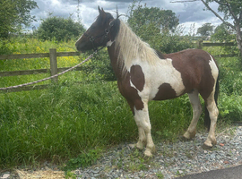 Outstanding filly to make 14&rsquo;plus