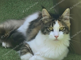 Sell and Rehome Mainecoon