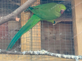 Green Indian ring neck hen