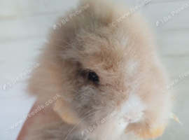Baby lionhead bunnies
