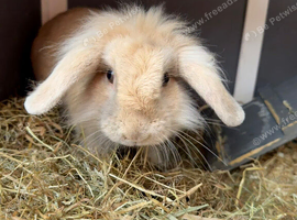 Bunny for rehoming