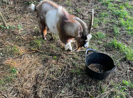 Intact Trio Coloured Pygmy Billy
