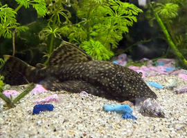 Plecos free to collect!
