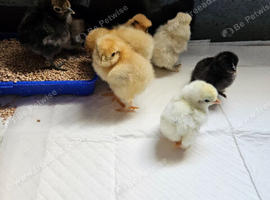 Pekin,,tuftie chicks
