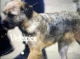 BORDER TERRIER PUPS LOOKING FOR SUPER HOMES