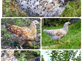 SWEDISH FLOWER HEN - VARIOUS PULLETS - RARE LANDRACE BREED
