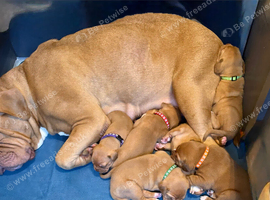 Dogue De Bordeaux in Torbay