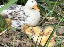 Silver Appleyard ducklings for sale
