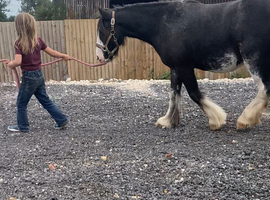 11.2 2 year old to make 12.3 filly