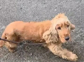 Cocker spaniels females