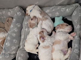 Cavachon puppies