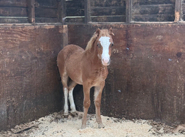 Welsh a filly foals