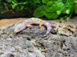 Jungle Rainwater Albino Leopard Gecko at Birmingham Reptiles