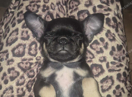 1 gorgeous Black and Tan Pug Puppy