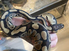 Re homing you're reptile/invertebrates to a loving home