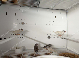 Young zebra finches