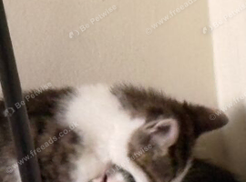 4 kittens for Rehome