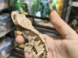 CRESTED GECKOS FOR SALE &ndash; HEALTHY, WELL‑ESTABLISHED BABIES