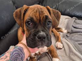 Boxer puppy 6 months old