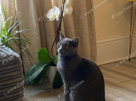 Beautiful short hair for sale