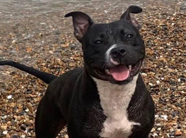 Bella Staffy