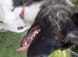 German Shepherd Cross Husky PLEASE read description first