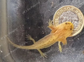 Axolotls, various colours, quantity discount available