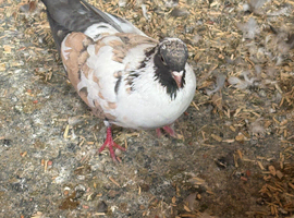 4 mag/tumbler pigeons for new home.